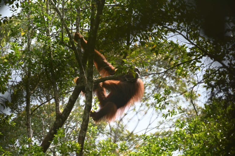 D1 Image description