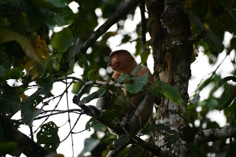 D3 Image description