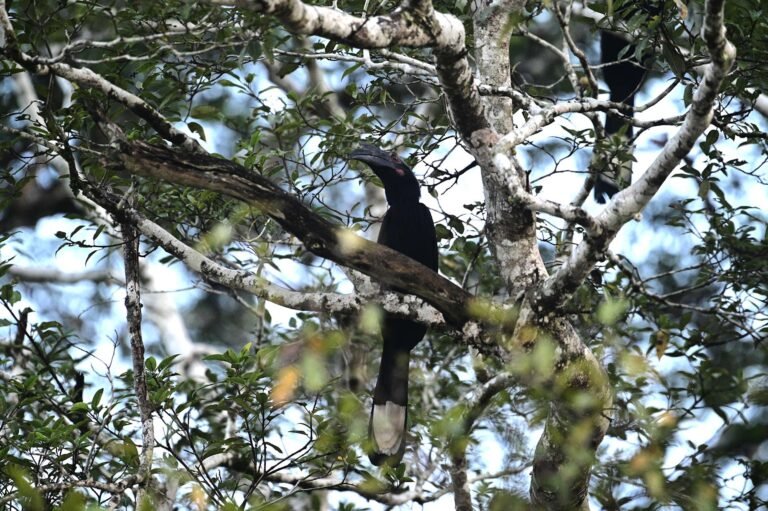 D4 Image description