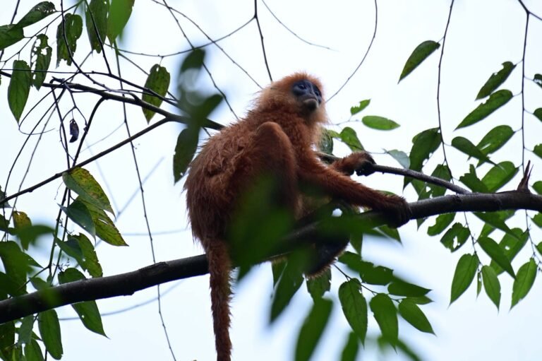 D5 Image description