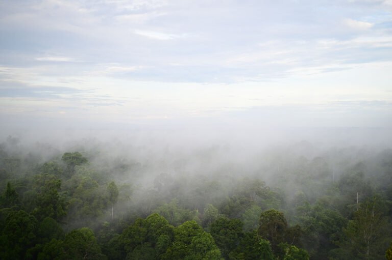 D6 Image description