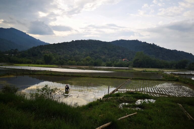 D1 Image description