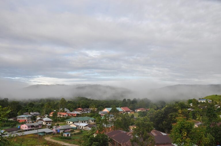 D1 Image description