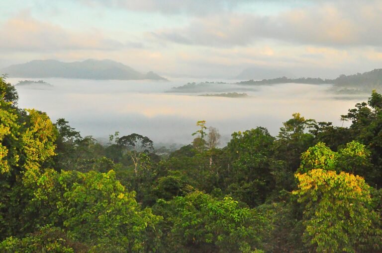 D1 Image description