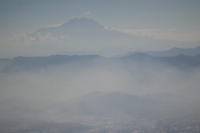 D1 Image description