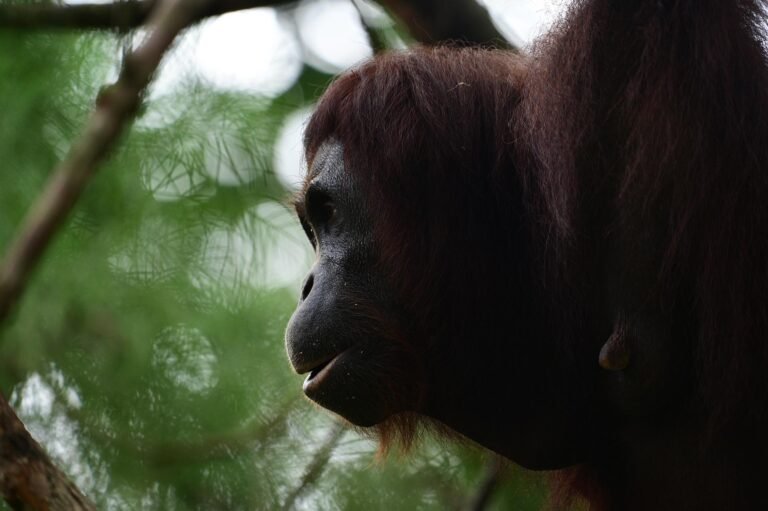 D2 Image description