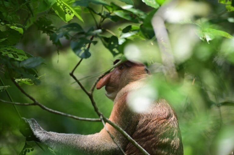 D2 Image description