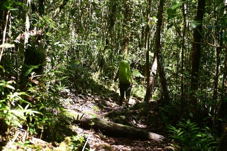 D3 Image description