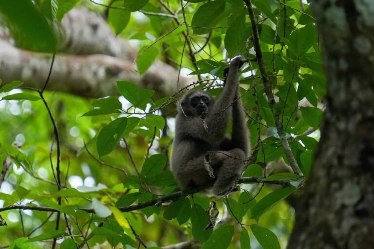 D3 Image description