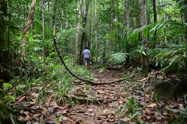 D4-(1) Image description