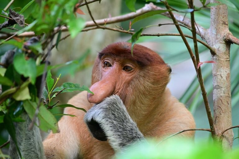 D4 Image description