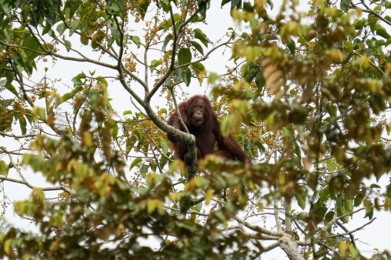 D4 Image description