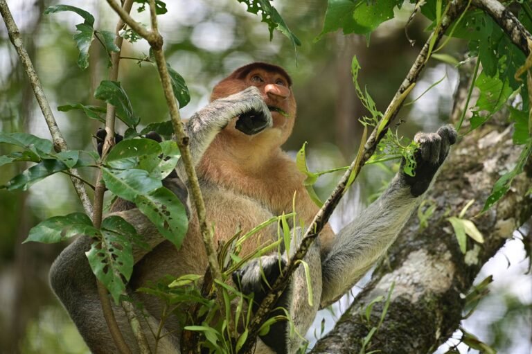 D4 Image description