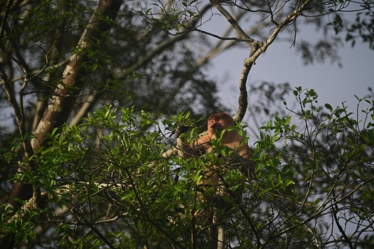 D4 Image description