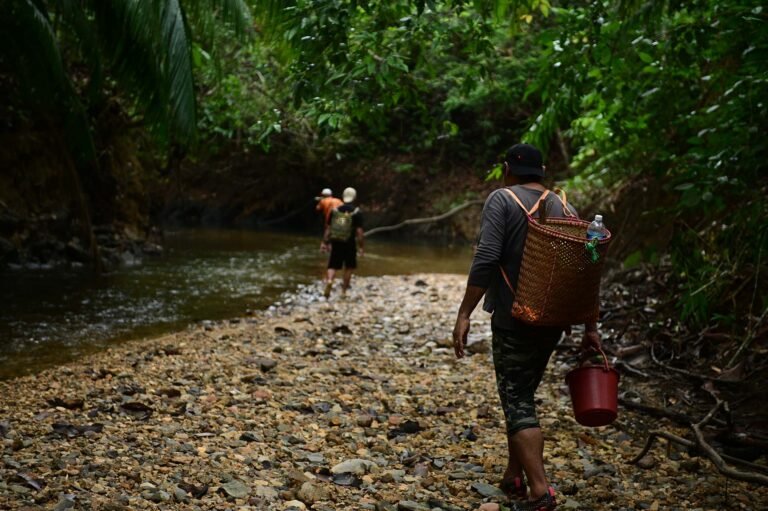 D5 Image description