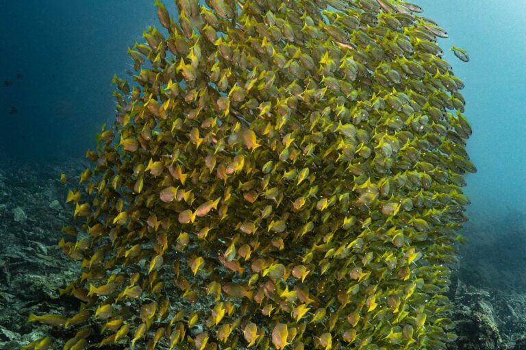 D5 Image description