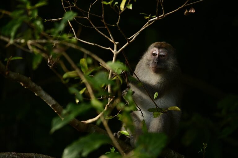 D5 Image description