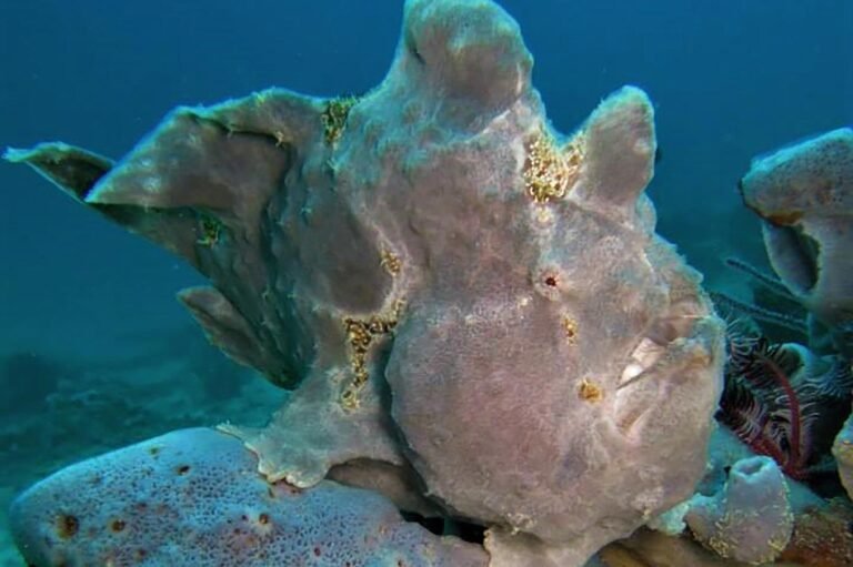 D5 Image description