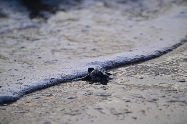 D6 Image description