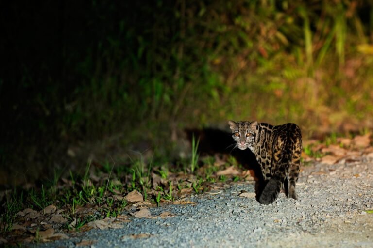 D6 Image description