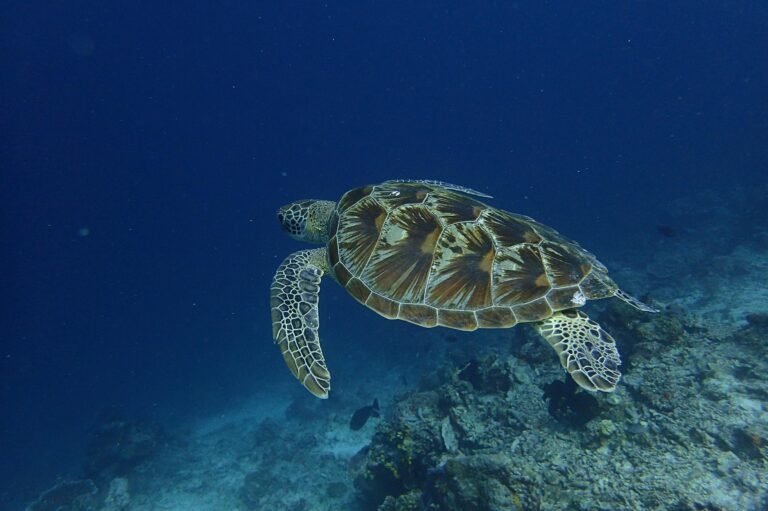 D6 Image description